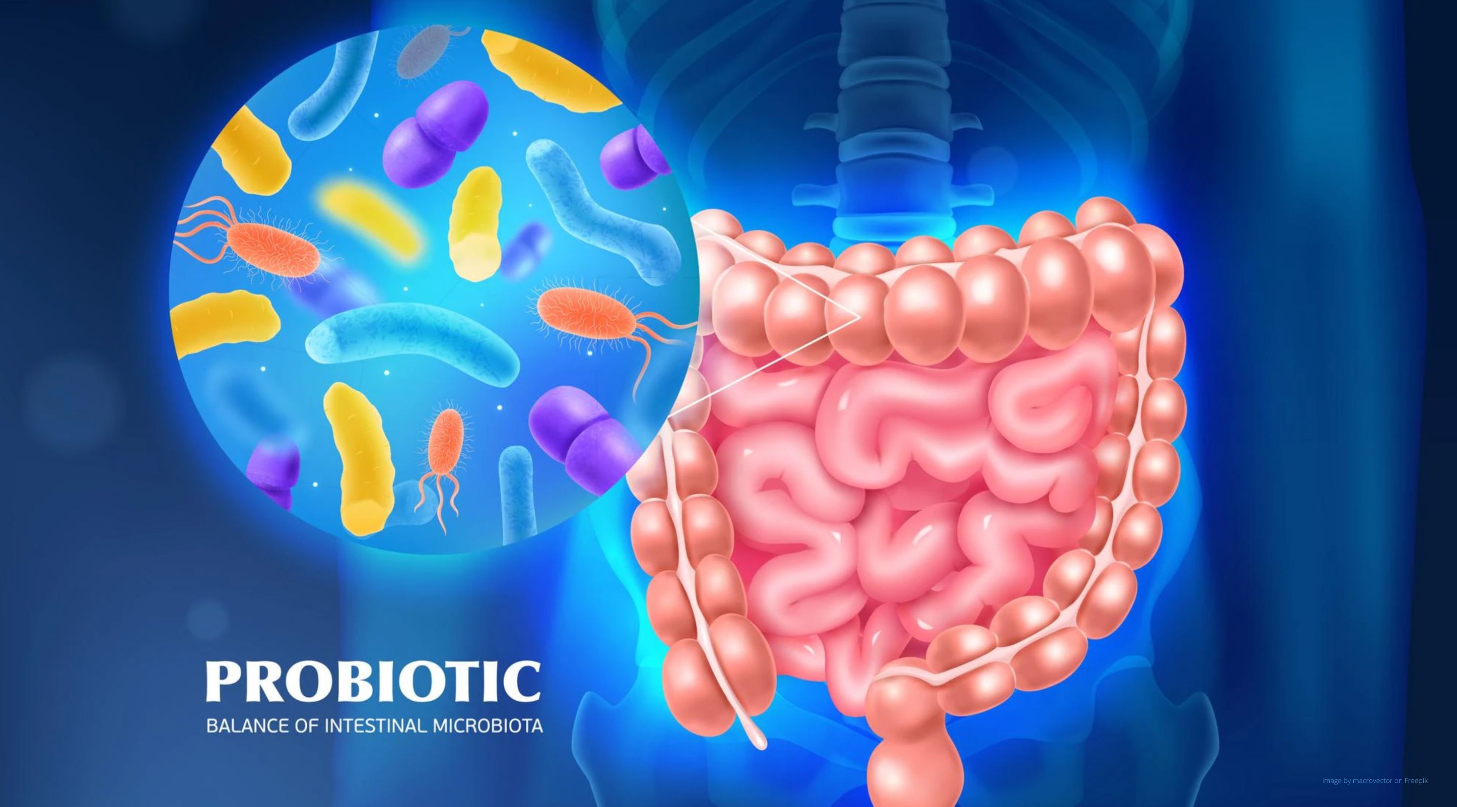 Probiotics - how do they affect the body?